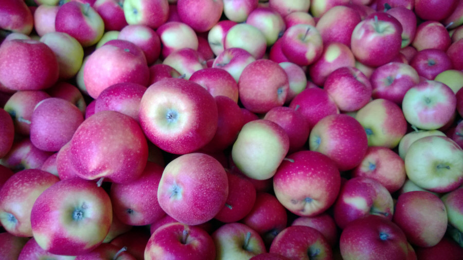 Lenkijos vaisių eksportuotojas iš obuolių, kriaušių, slyvų, vyšnių, didmeninės Lenkijos 02