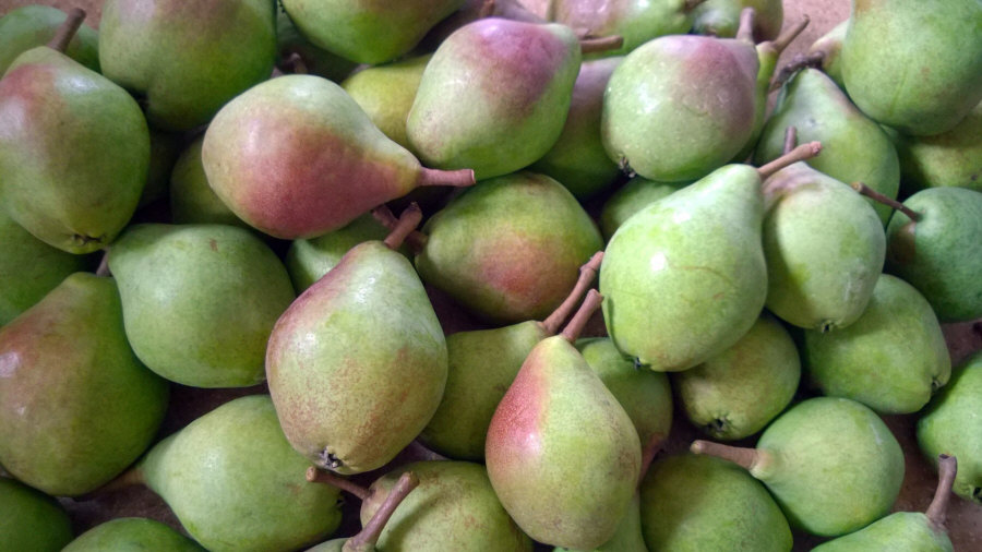 Lenkijos vaisių eksportuotojas iš obuolių, kriaušių, slyvų, vyšnių, didmeninės Lenkijos 01