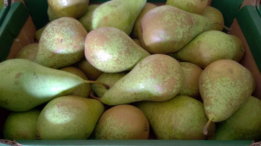 Lenkijos vaisių eksportuotojas iš obuolių, kriaušių, slyvų, vyšnių, didmeninės Lenkijos 01